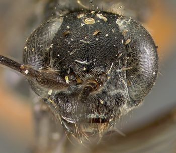 Media type: image;   Entomology 26645 Aspect: head frontal view
